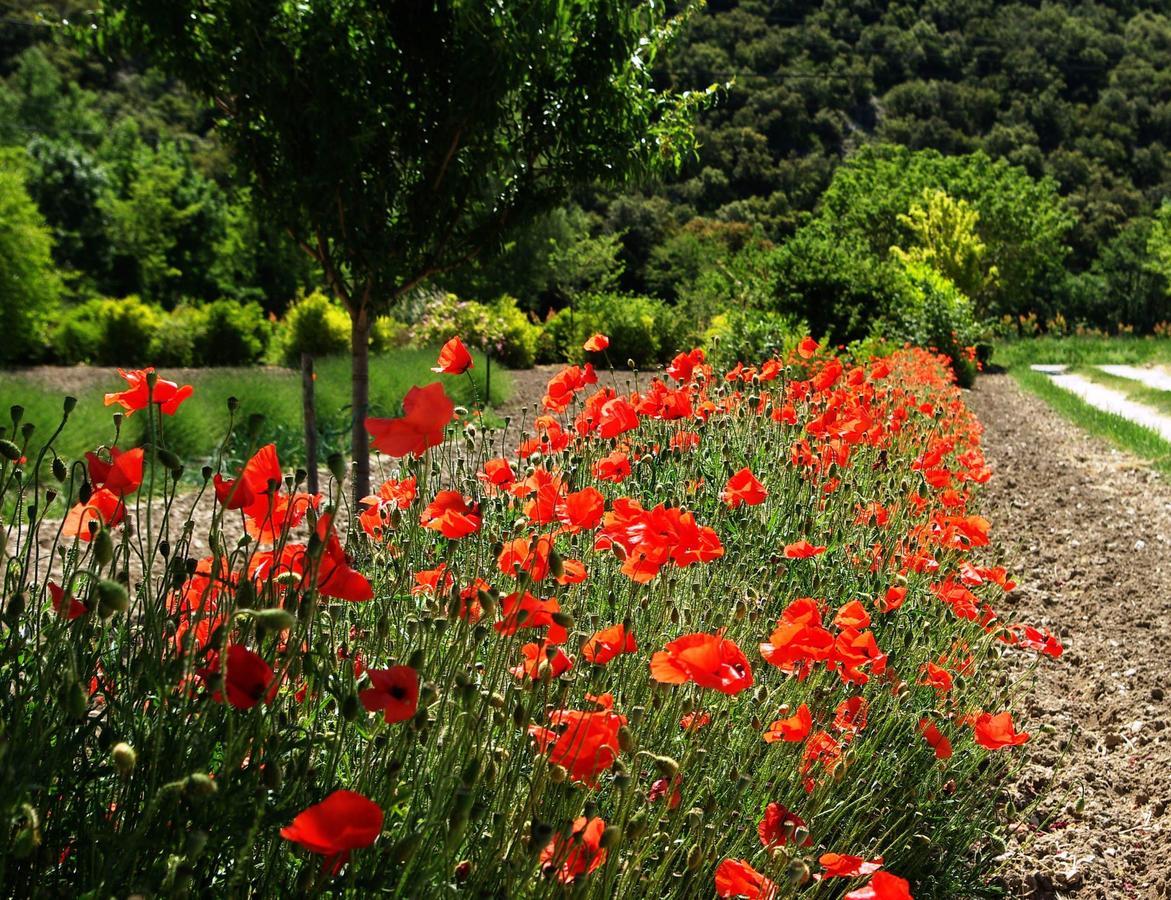 Le Mas De La Fontaine Bed and Breakfast Le Pegue Esterno foto